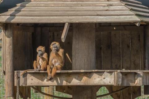 Anthropomorphic monkeys Stock Photos