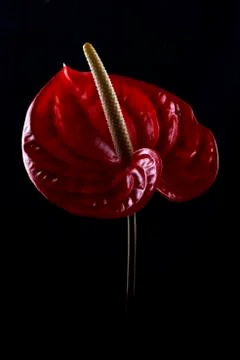 Anthurie Foto stock