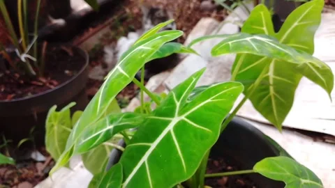 Anthurim (Elephant ears) Stock Footage 308926648