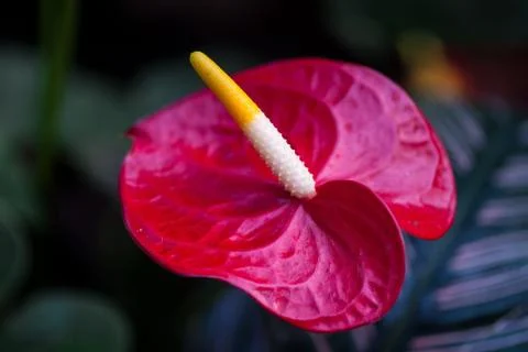 Anthurium andraeanum Stock Photos