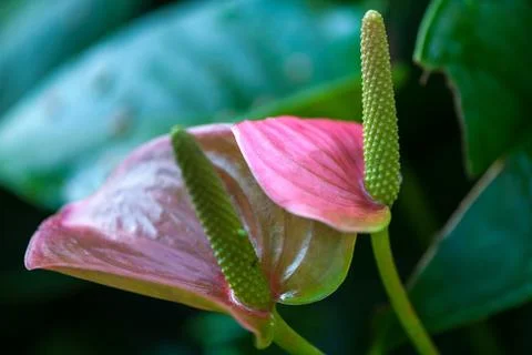 Anthurium andraeanum Stock Photos