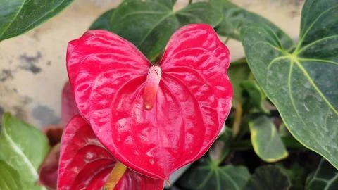 Anthurium andraeanum Stock Photos