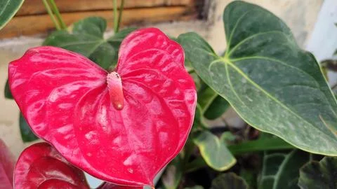 Anthurium andraeanum Stock Photos