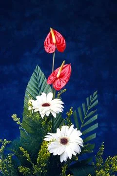 Anthurium arrangement Stock Photos