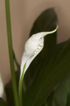 Anthurium Bloom Stock Photos