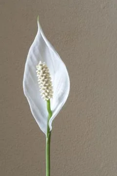 Anthurium Bloom Stock Photos
