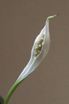 Anthurium Bloom Stock Photos