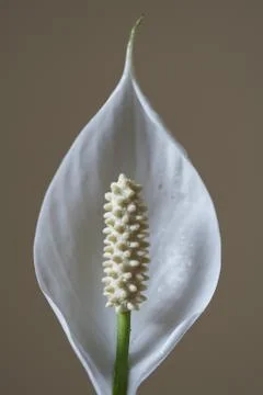 Anthurium Bloom Stock Photos