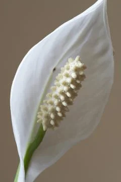 Anthurium bloom Stock Photos