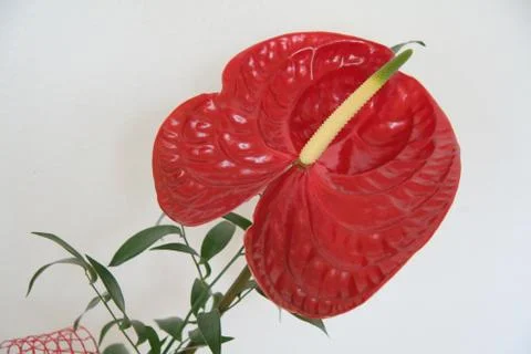 Anthurium bloom Foto stock