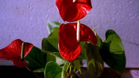 Anthurium buds on black background. Red home flower with a yellow center.  Flower