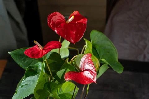 Anthurium buds on black background. Red home flower with a yellow center. Flower Stock Photos