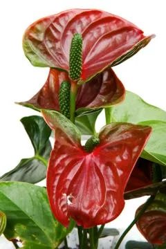 Anthurium close up Stock Photos