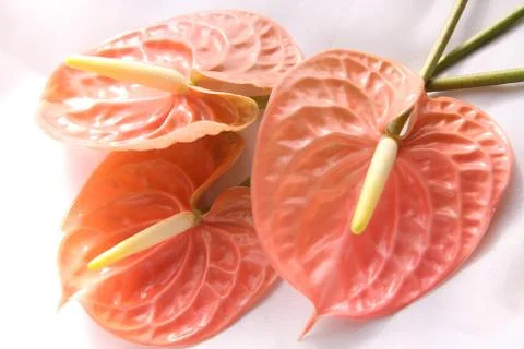 Anthurium close up 写真素材