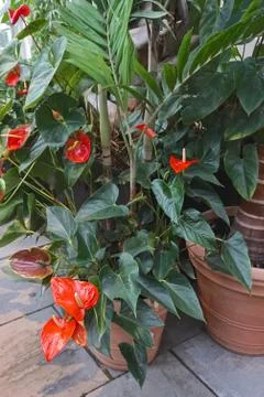 Anthurium. Common names include tailflower, flamingo flower, and laceleaf. Stock Photos
