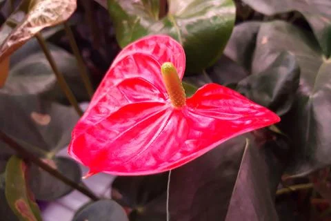 Anthurium flower close up Stock Photos