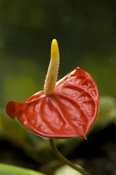 Anthurium flower close up Stock Photos
