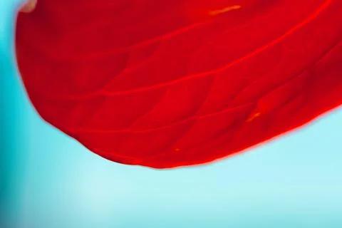 Anthurium flower close-up Stock Photos