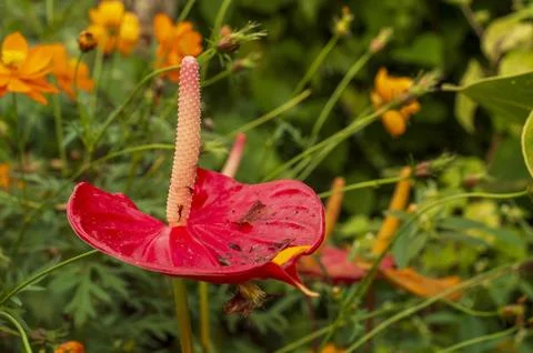 Anthurium flower in focus Stock Photos