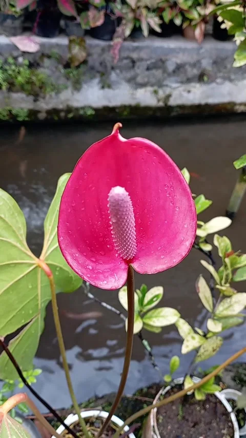 Anthurium flower Stock Footage 232819237