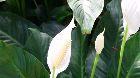 Anthurium flower in the nursery anthurium andraeanum . White anthurium flowers Stock Footage