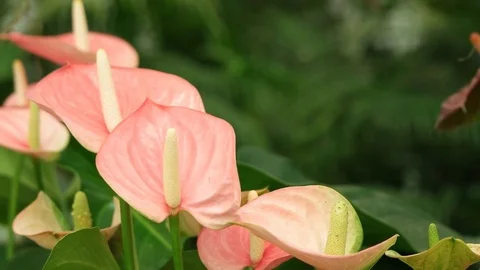 Anthurium flower in the nursery. Stock Footage 79222007