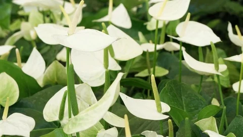 Anthurium flower in the nursery. Stock Footage 79223558
