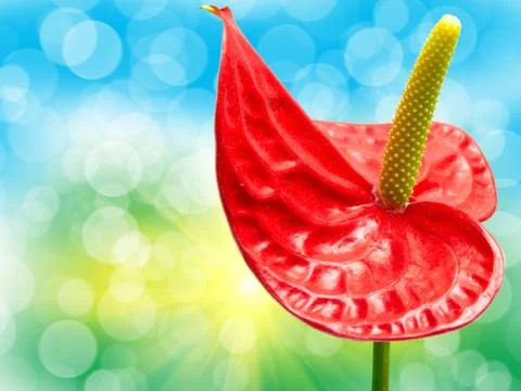 Anthurium flower Stock Photos