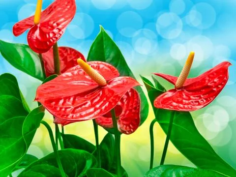 Anthurium flower Stock Photos
