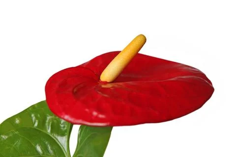 Anthurium  flower Stock Photos