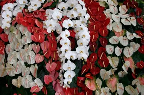 Anthurium flower Foto stock