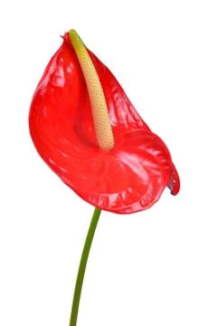 Anthurium flower  Stock Photos
