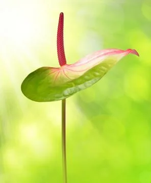 Anthurium flower Stock Photos