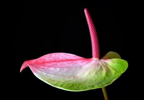 Anthurium flower Stock Photos