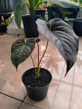 Anthurium flower Stock Photos