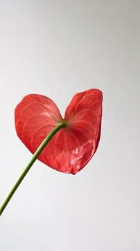 Anthurium flower Stock Photos
