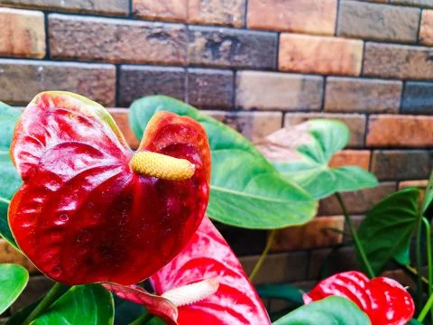 Anthurium flower Stock Photos