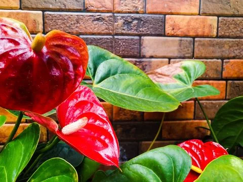 Anthurium flower Stock Photos
