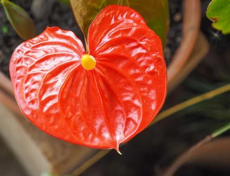 Anthurium flower Stock Photos
