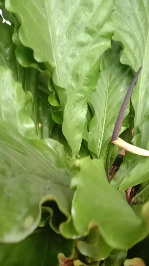 ANTHURIUM Stock Footage 243893564