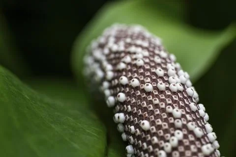 Anthurium Hookeri, close-up with patterns and textures, Princess of Wales Foto stock
