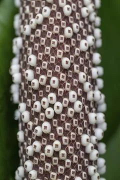 Anthurium Hookeri, close-up with patterns and textures, Princess of Wales Foto stock