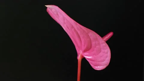 Anthurium leaf Stock Footage 228848421