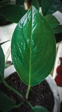 Anthurium leaf Stock Photos