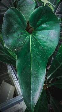 Anthurium leaf 스톡 사진