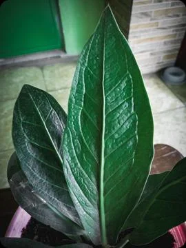 Anthurium leaf Stock Photos