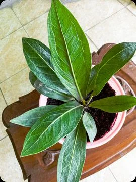 Anthurium leaf Stock Photos