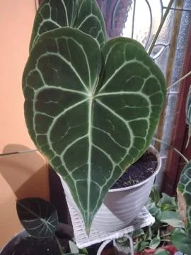 Anthurium leaf Stock Photos