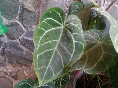 Anthurium leaf Stock Photos