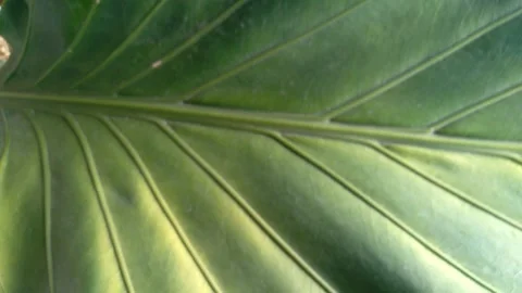 Anthurium Leaves Stock Footage 256893701